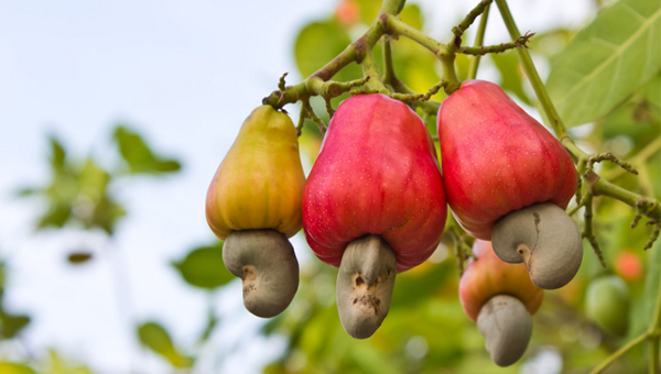 Detail Cashew Plant Image Nomer 11