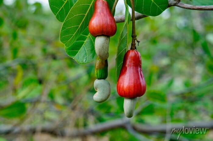 Detail Cashew Plant Image Nomer 12