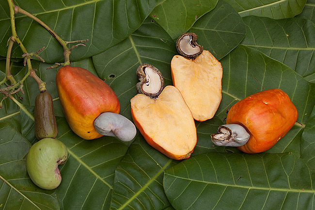 Detail Cashew Plant Image Nomer 13