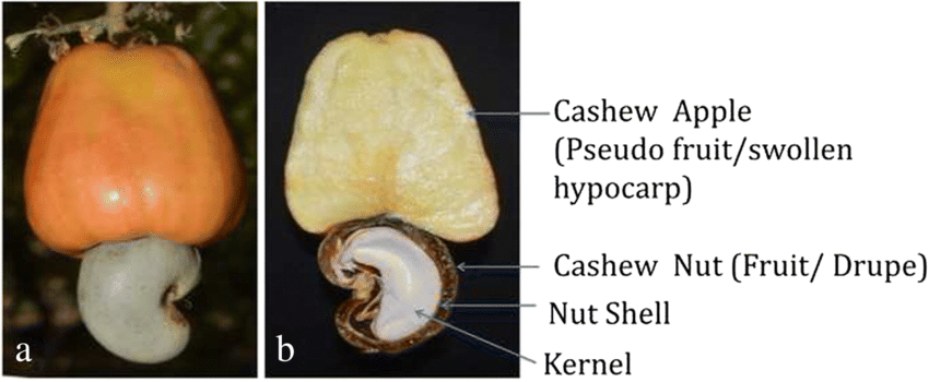 Detail Cashew Plant Image Nomer 16