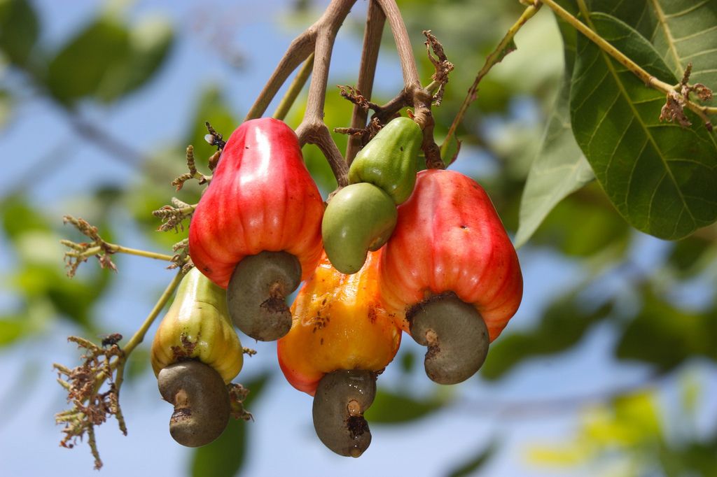 Detail Cashew Plant Image Nomer 24