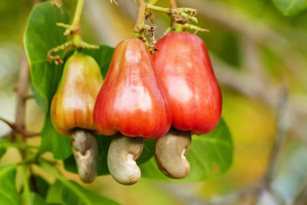 Detail Cashew Plant Image Nomer 4