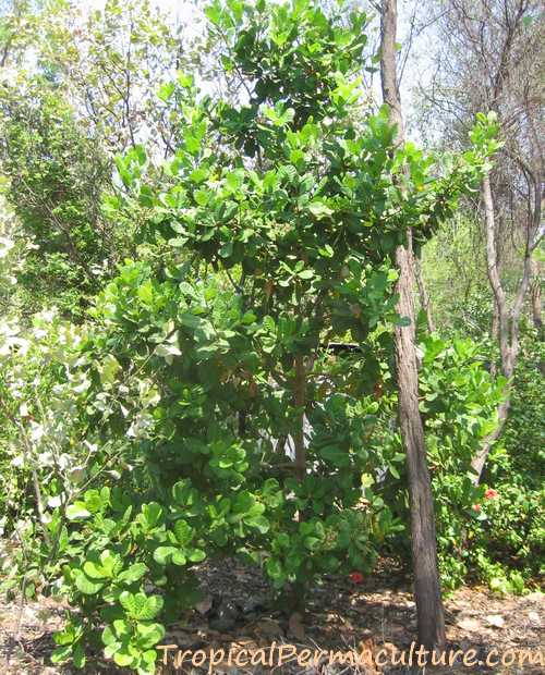 Detail Cashew Plant Image Nomer 30