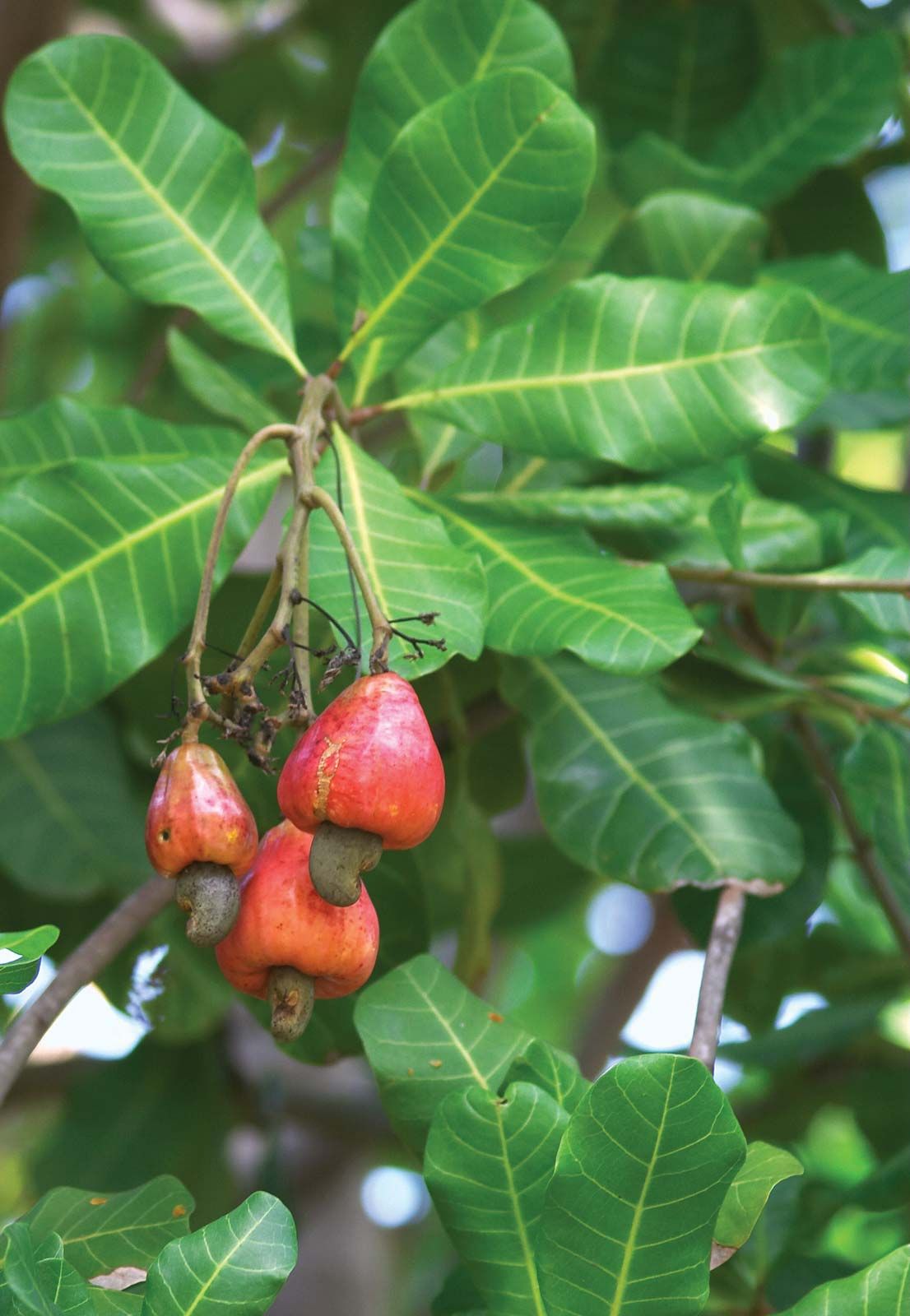 Detail Cashew Plant Image Nomer 5