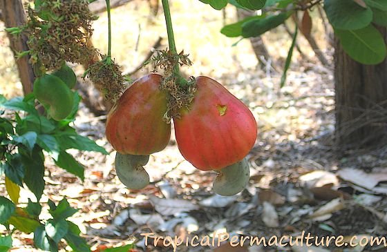 Detail Cashew Plant Image Nomer 39