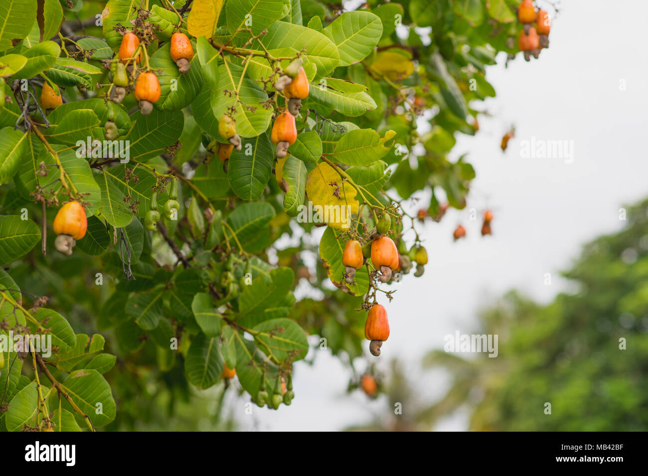 Detail Cashew Plant Image Nomer 47