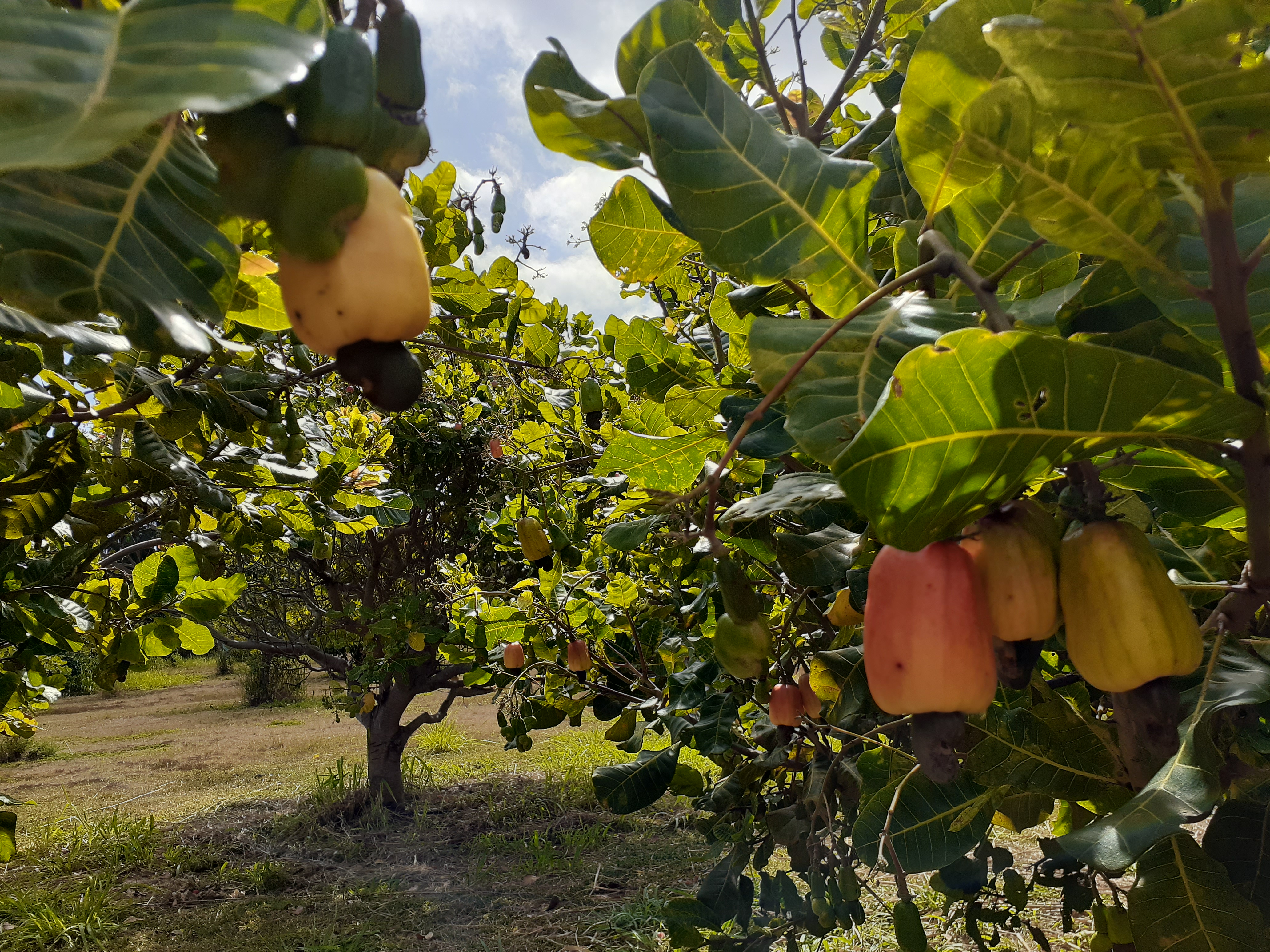 Detail Cashew Plant Image Nomer 50