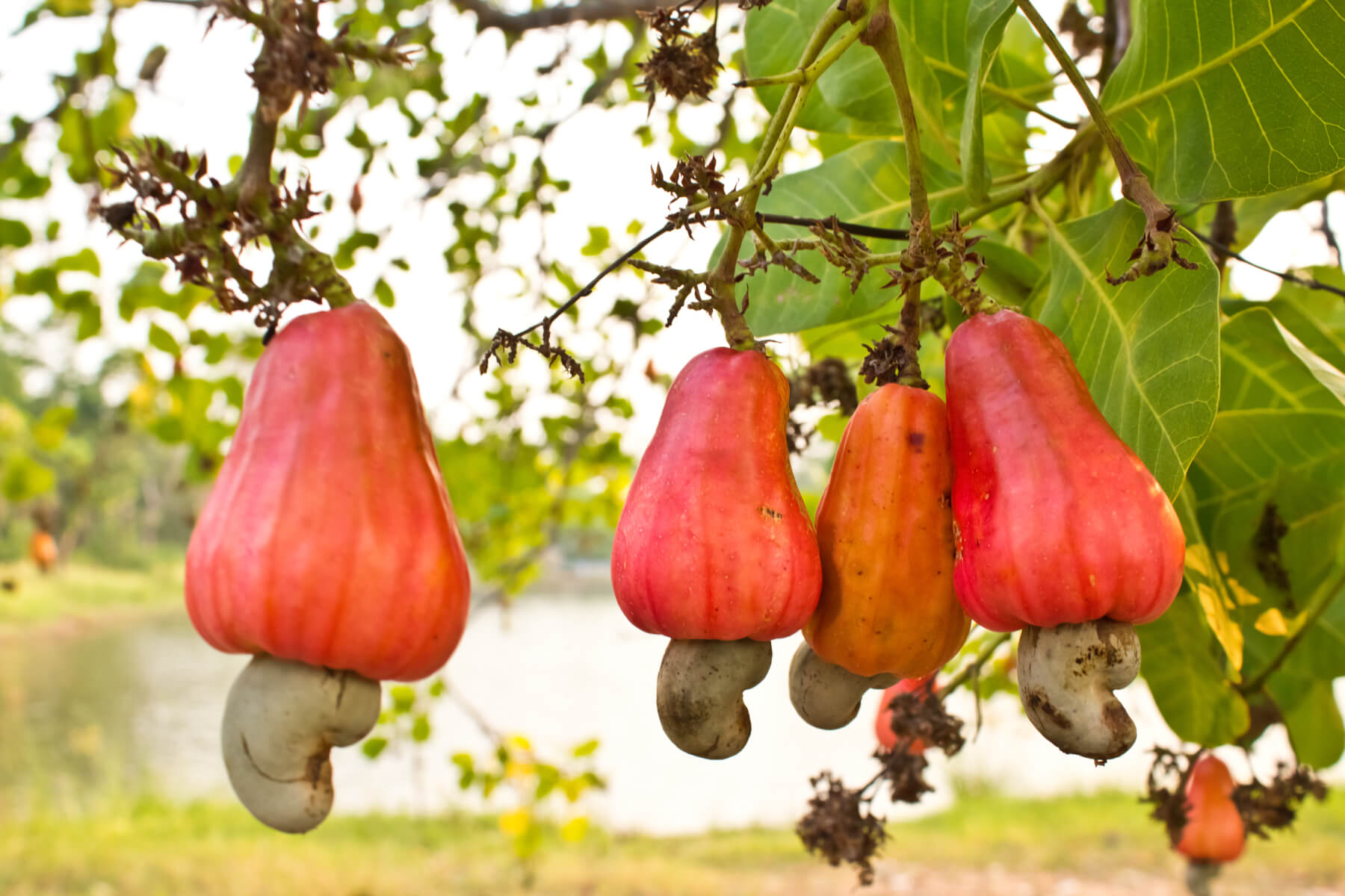 Detail Cashew Plant Image Nomer 9