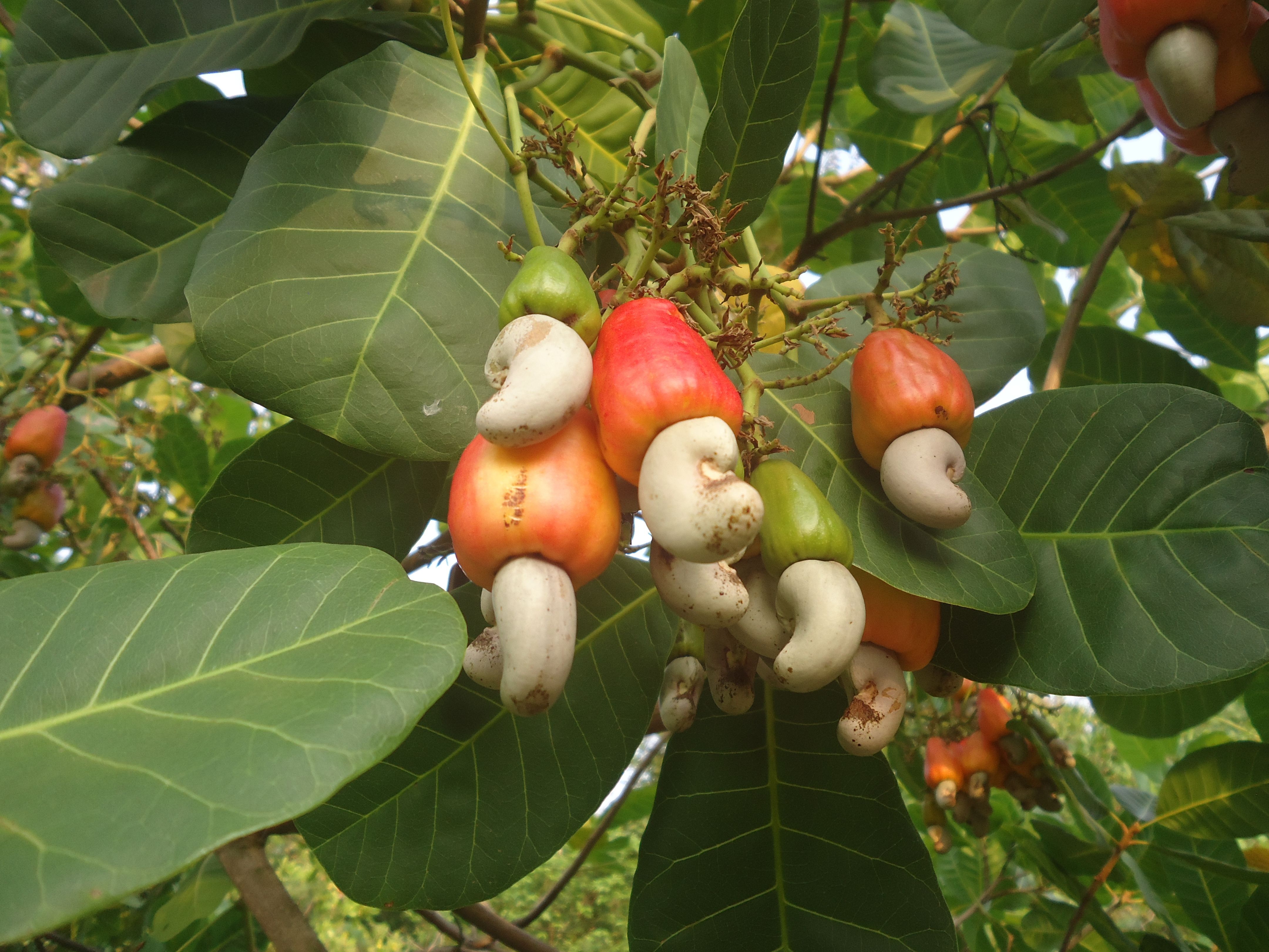 Detail Cashew Plant Image Nomer 10