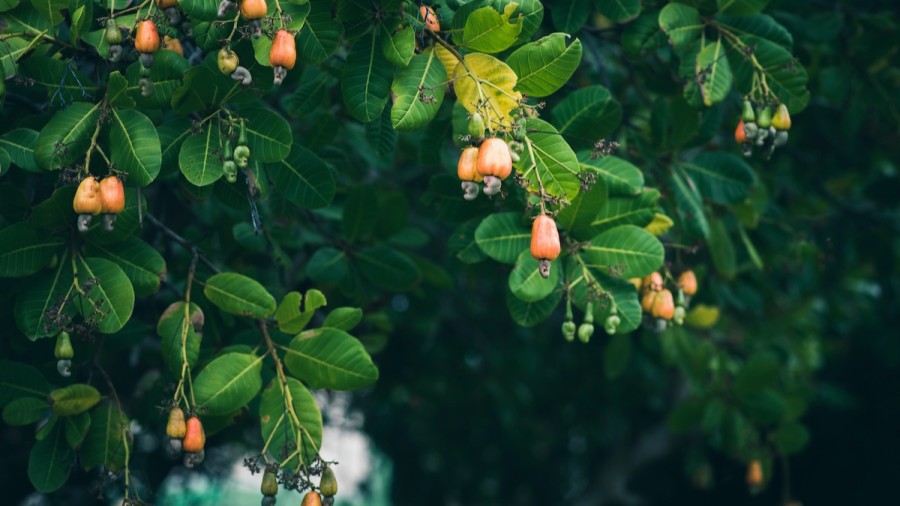 Detail Cashew Tree Images Nomer 14