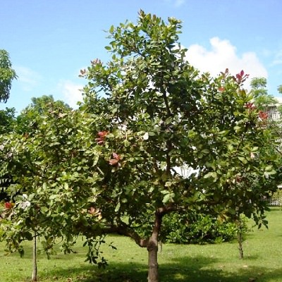 Detail Cashew Tree Images Nomer 31