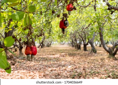 Detail Cashew Tree Images Nomer 35