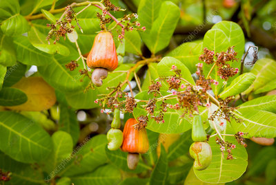 Detail Cashew Tree Images Nomer 45