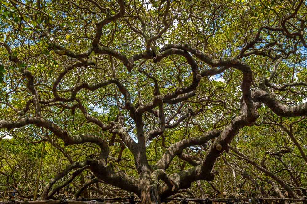 Detail Cashew Tree Images Nomer 47