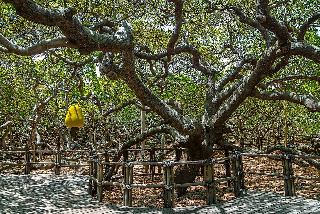 Detail Cashew Tree Images Nomer 48