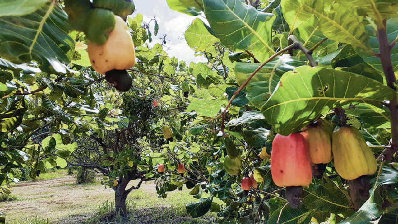 Detail Cashew Tree Images Nomer 50