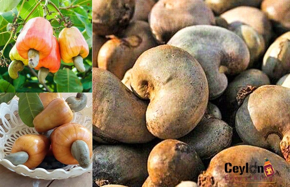 Detail Cashew Tree Images Nomer 51