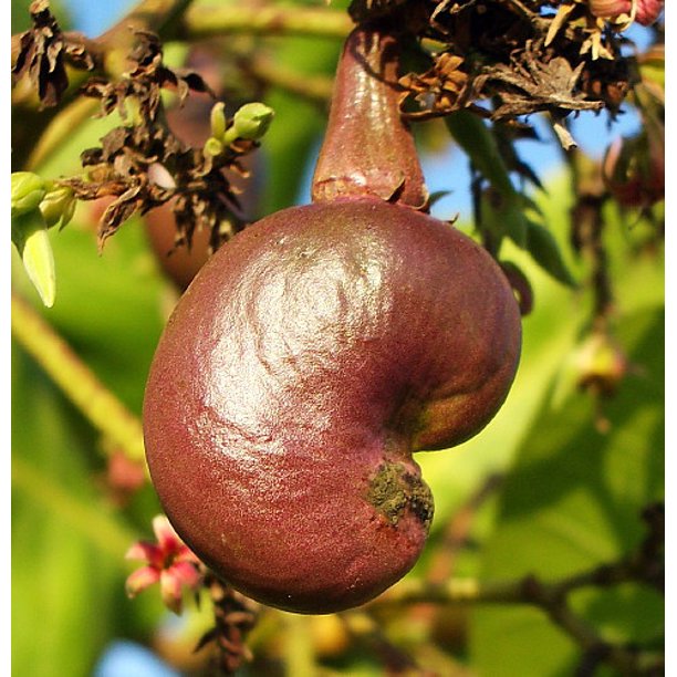 Detail Cashew Tree Images Nomer 55