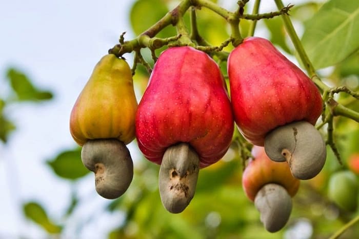 Detail Cashews Fruit Photos Nomer 11