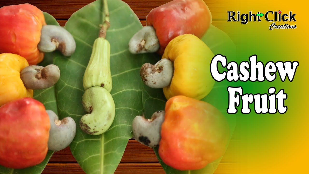 Detail Cashews Fruit Photos Nomer 24