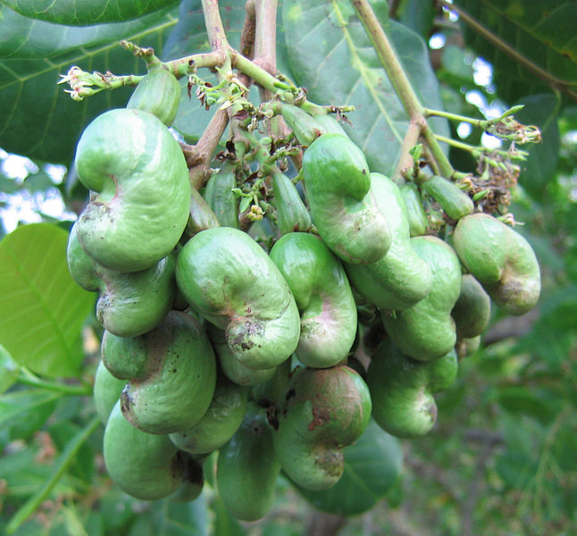 Detail Cashews Fruit Photos Nomer 28