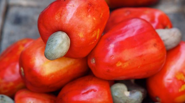 Detail Cashews Fruit Photos Nomer 38