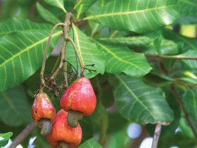 Detail Cashews Fruit Photos Nomer 39