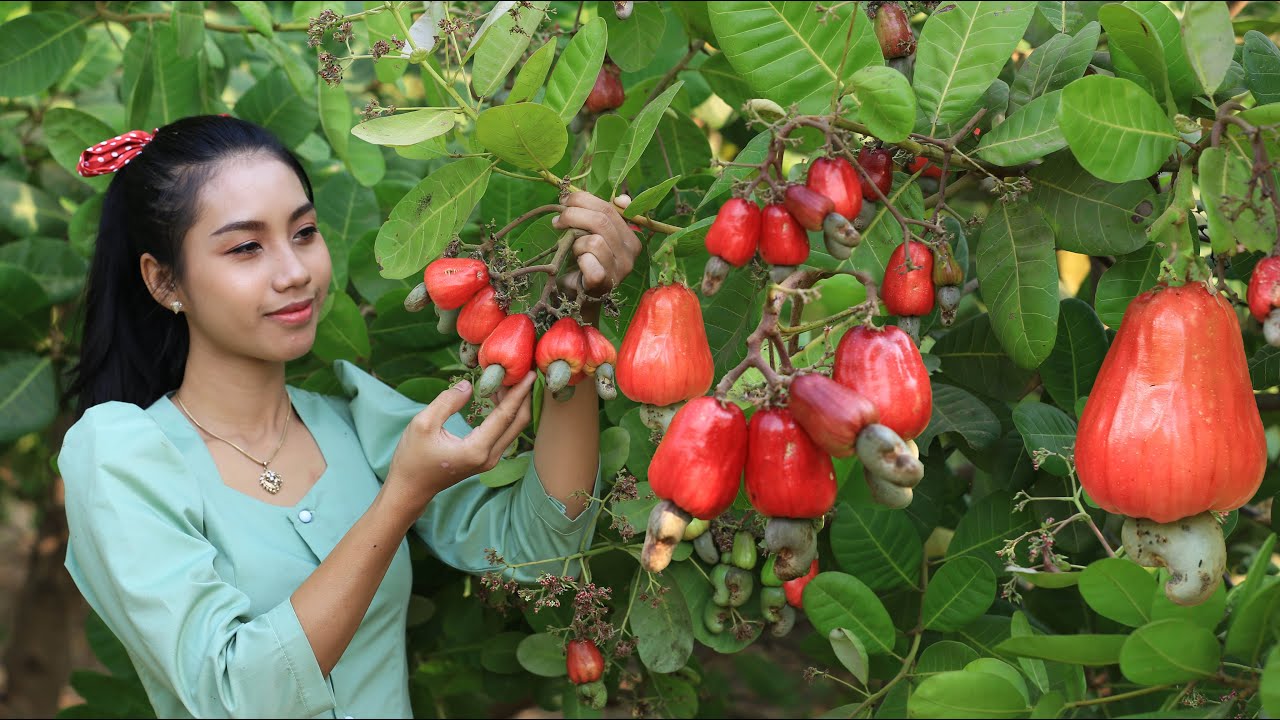 Detail Cashews Fruit Photos Nomer 5