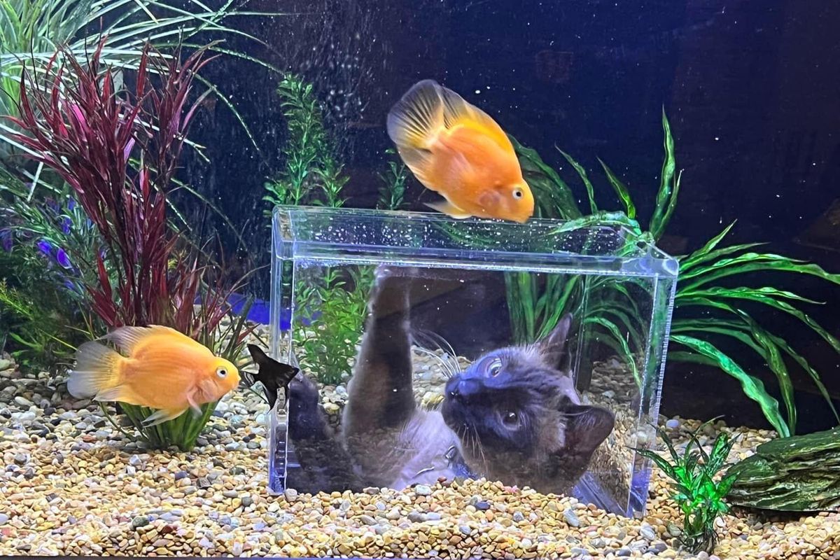 Cat Aquarium - KibrisPDR