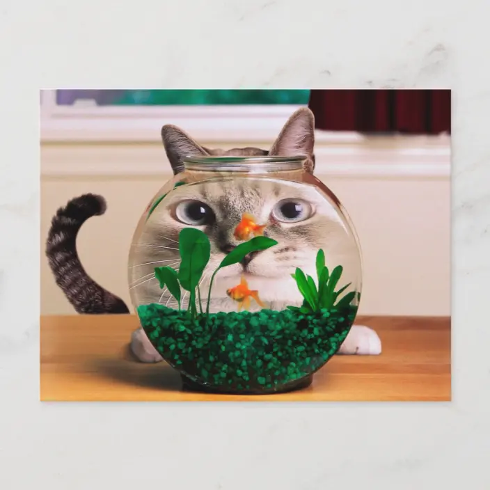 Detail Cat Aquarium Nomer 34
