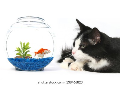 Detail Cat Aquarium Nomer 47