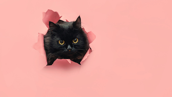 Detail Cat Background Nomer 12
