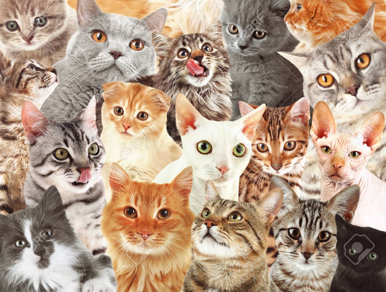 Detail Cat Background Nomer 15