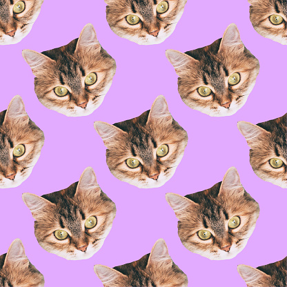 Detail Cat Background Nomer 6
