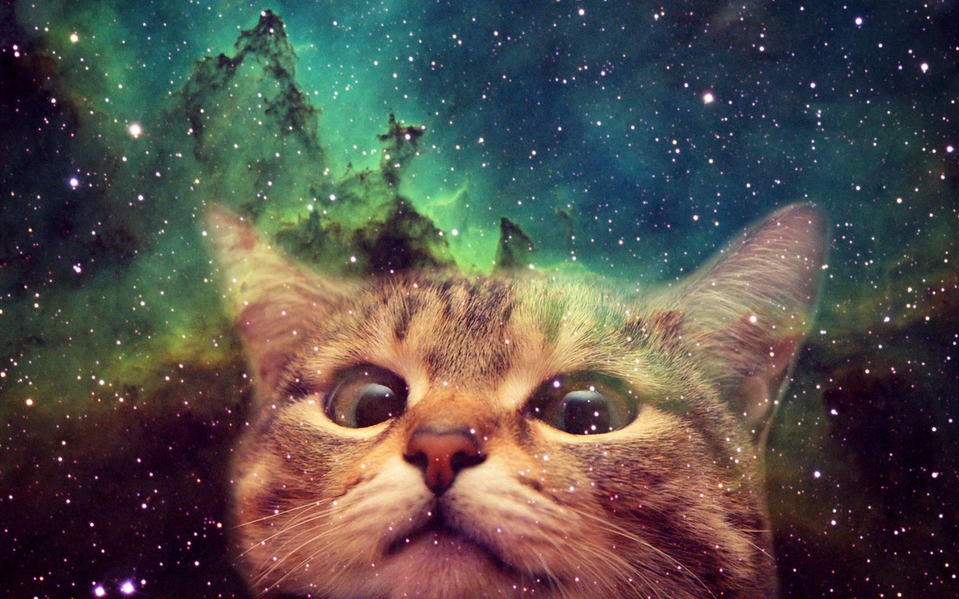 Detail Cat Background Nomer 10
