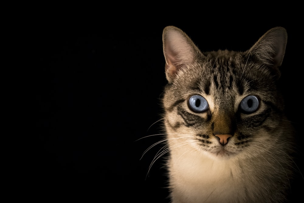 Detail Cat Background Hd Nomer 3