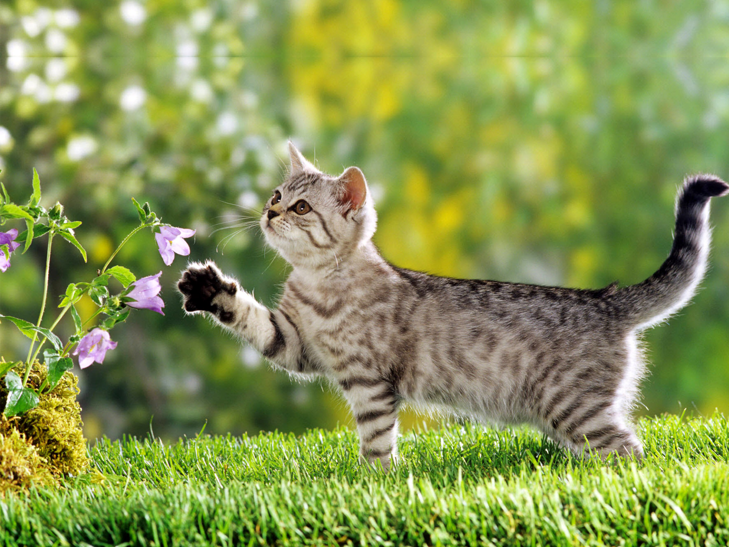 Detail Cat Background Hd Nomer 33