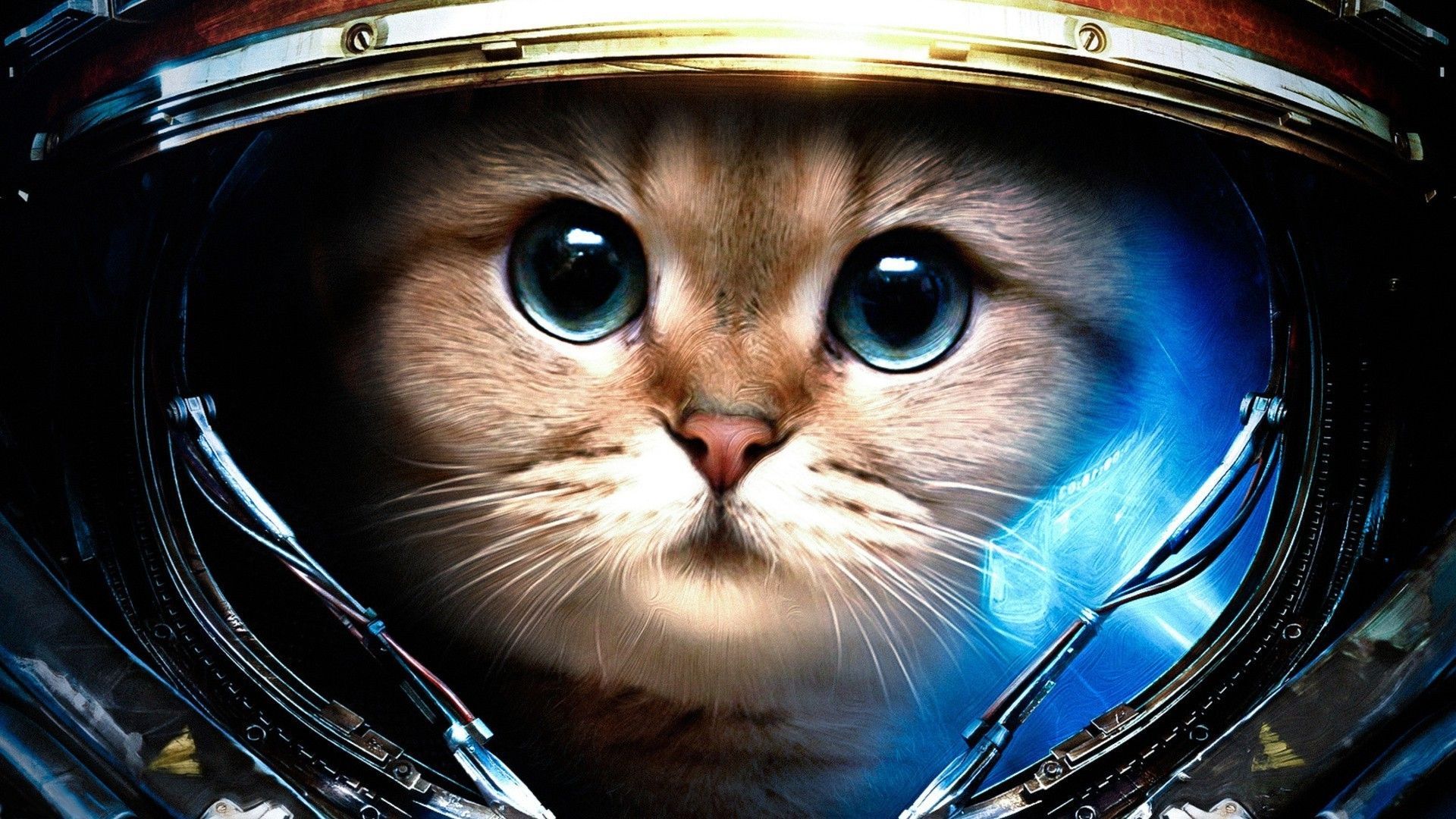 Detail Cat Backrounds Nomer 9