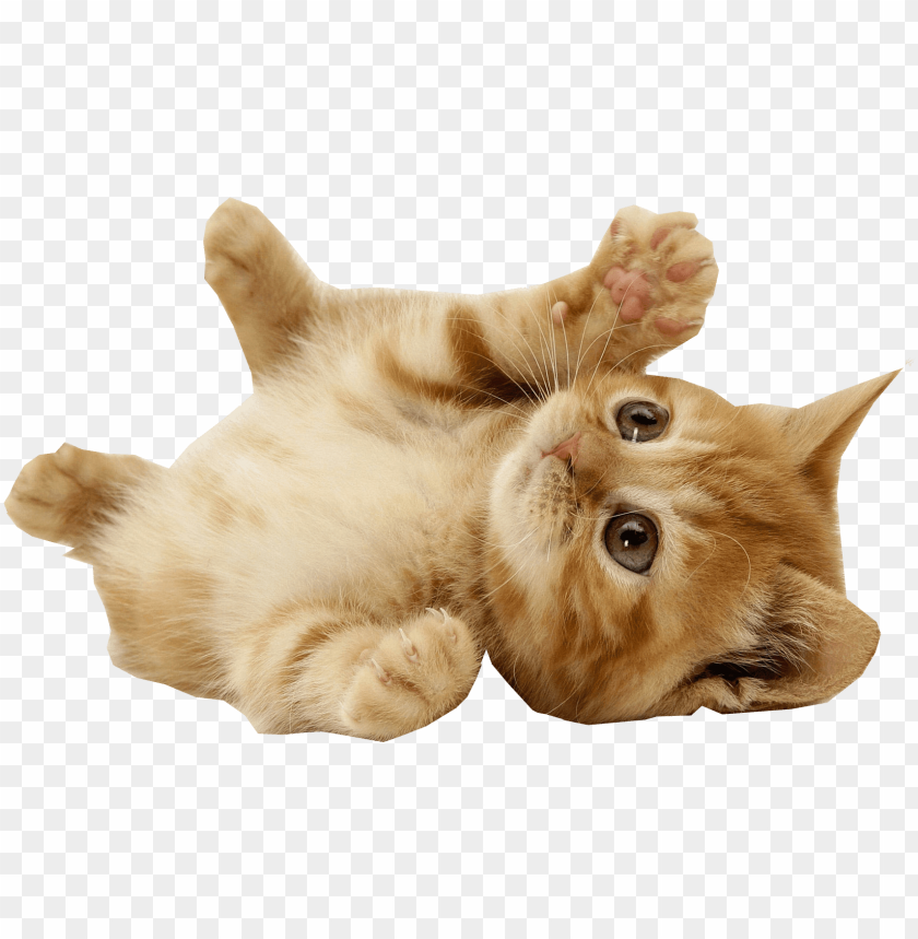 Detail Cat Clear Background Nomer 3