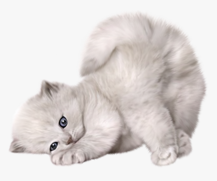 Detail Cat Clear Background Nomer 21