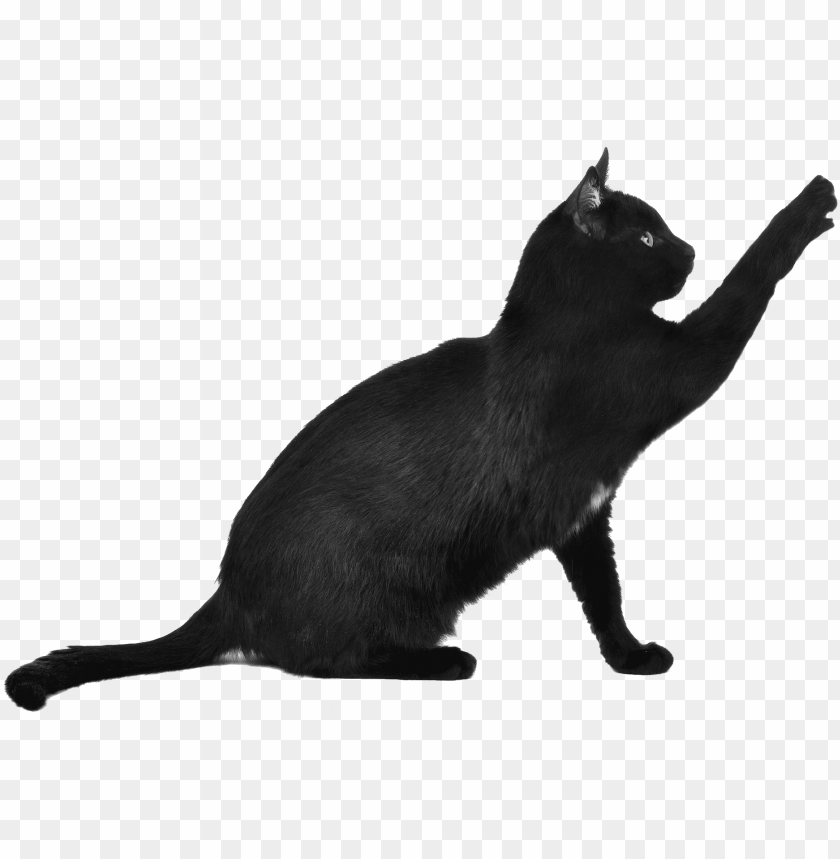 Detail Cat Clear Background Nomer 24