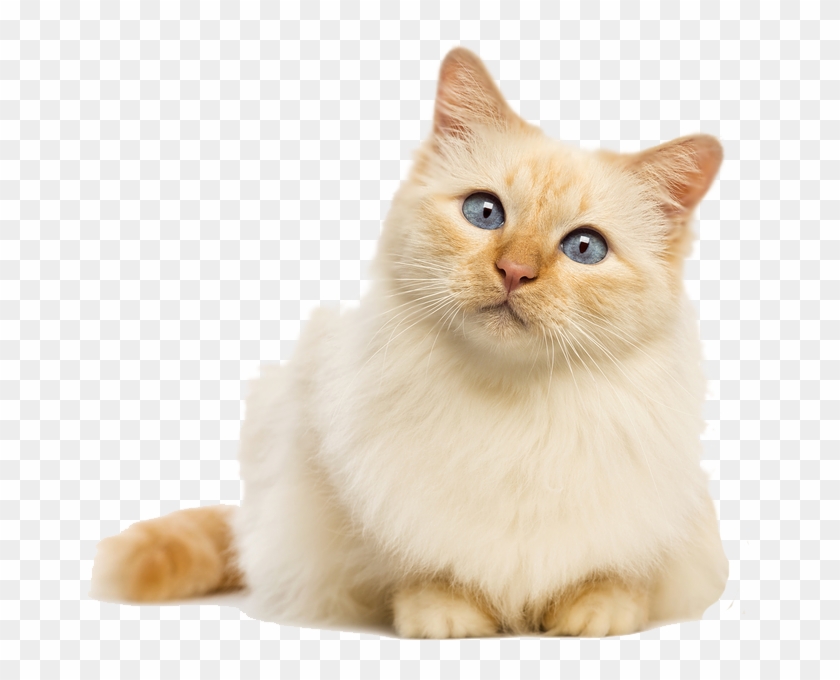 Detail Cat Clear Background Nomer 28