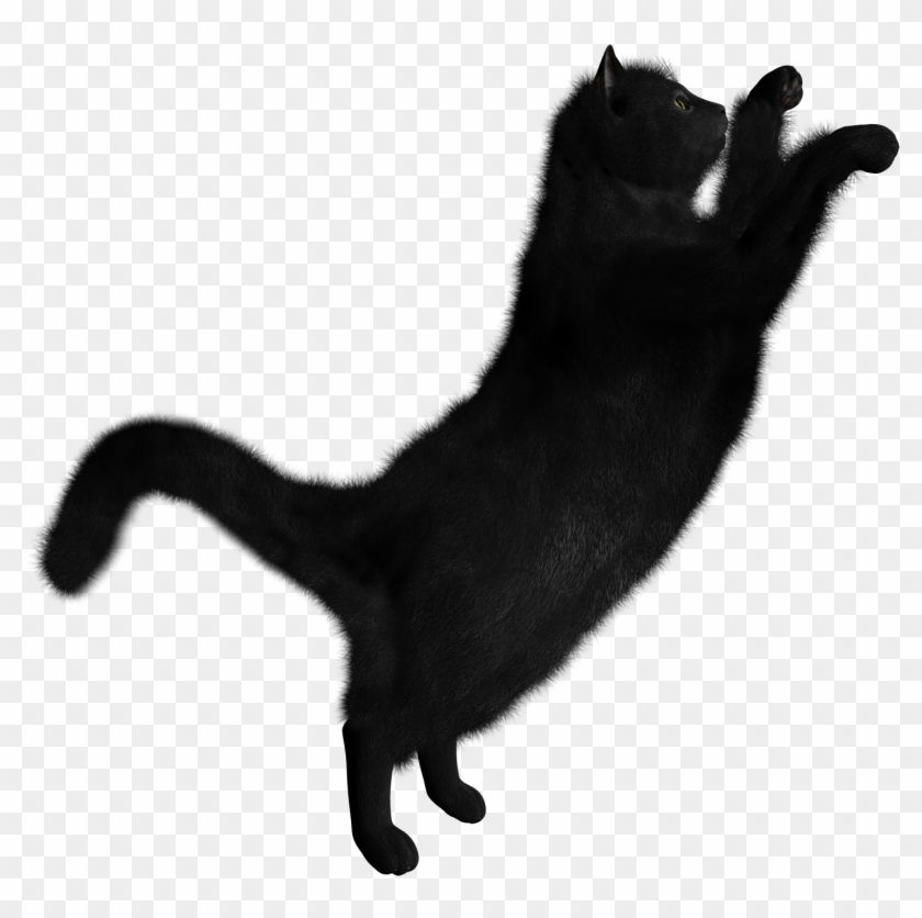Detail Cat Clear Background Nomer 35