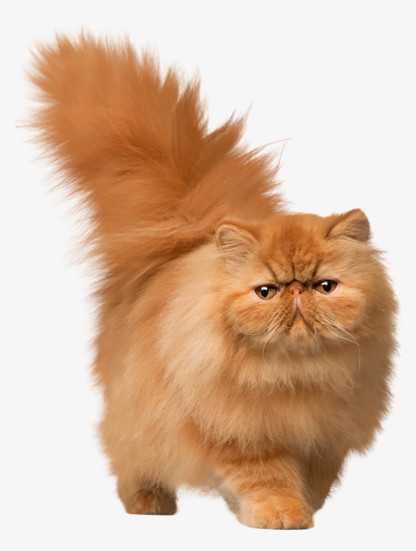 Detail Cat Clear Background Nomer 36