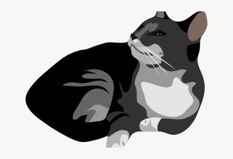 Detail Cat Clear Background Nomer 48