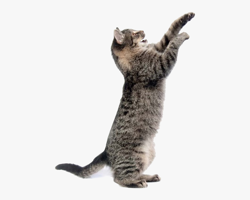 Detail Cat Clear Background Nomer 49
