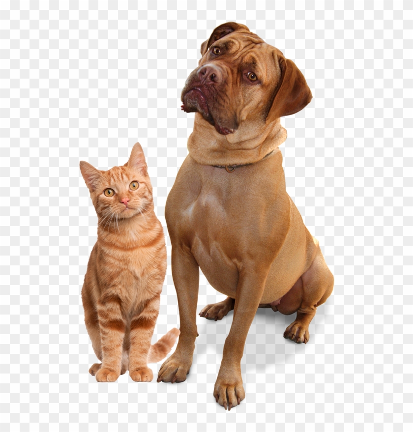 Detail Cat Clear Background Nomer 50