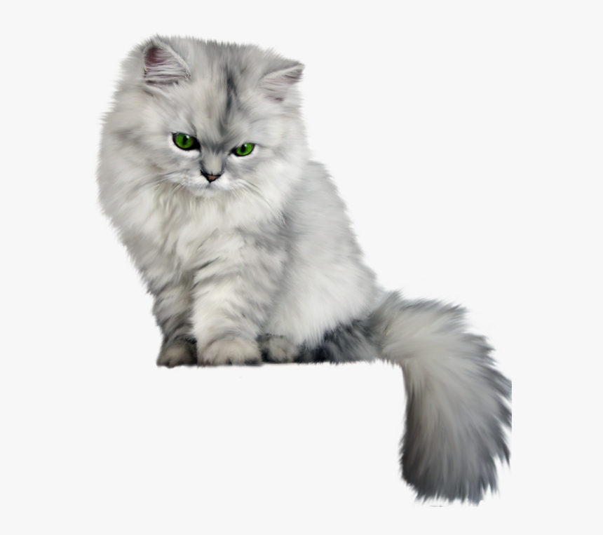 Detail Cat Clear Background Nomer 52