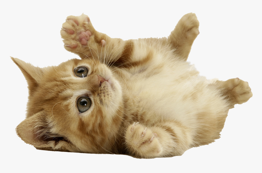 Detail Cat Clear Background Nomer 10