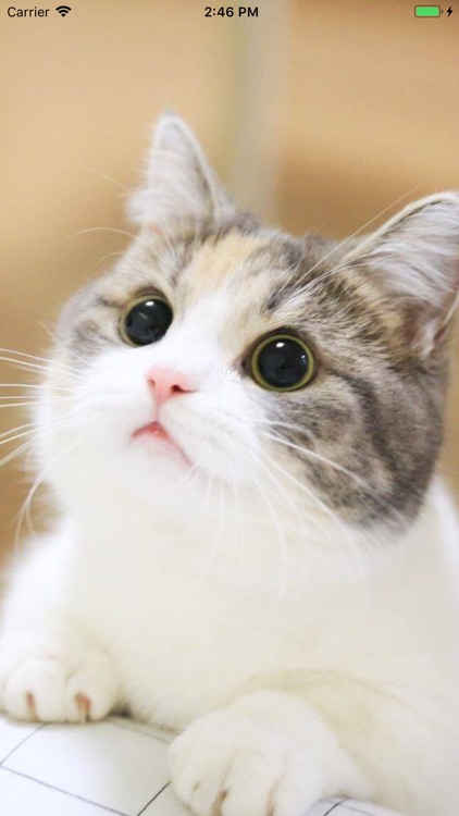 Download Cat Cute Wallpaper Nomer 17